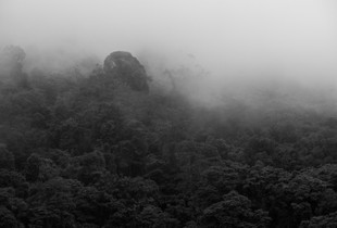 Tropical Lowland Rainforest
