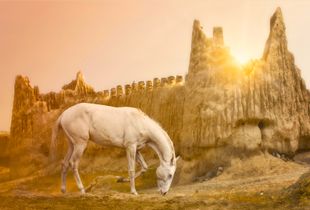 the Turkmen Racehorse: 6,000 years of history with man
