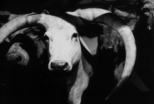Longhorns. Butler Longhorn Museum.