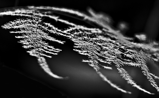 fine drawing light