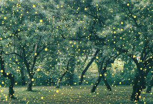 Summer Garden I