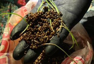 SEEDS