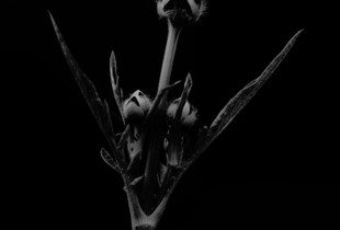 See Differently, The Flowers