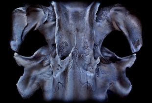 Minke whale skull.