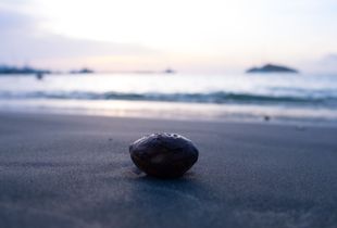 During the life
