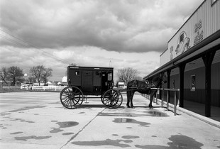 Amish Horse & Buggy