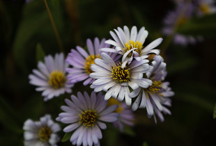 In Bloom