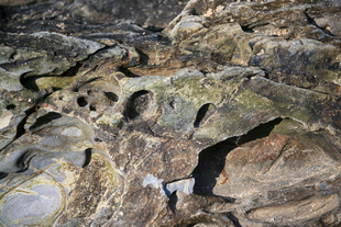 Crustacean face