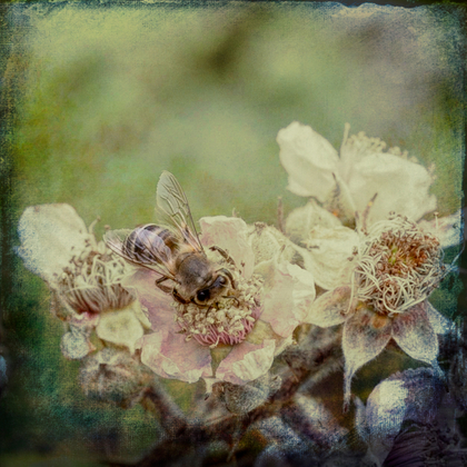 Insects art 1