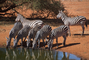 Zebra