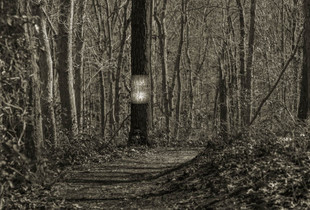 Lines In Nature #2