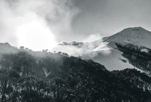 Black Araucarias