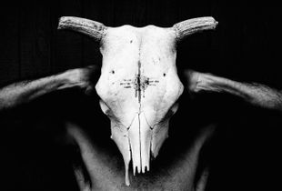 Cow Skull