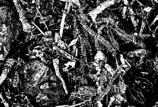 Nature Stripped