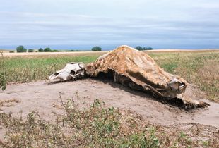 Cow Carcass, Bucklin, KS, 2008 © Patti Hallock