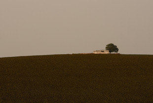 Campo de pana.