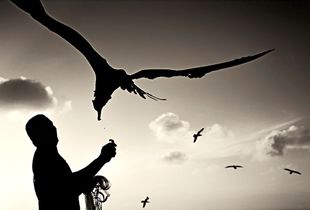 THE BIRD AND THE FISHER