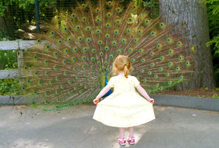 Peacocks