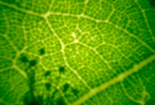 Shadows of pistils and stamens