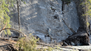 Video Still, Camouflage No.1 (Rock)