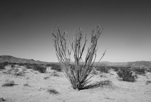Ocotillo