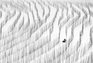 The Art of Seaweed Farming
