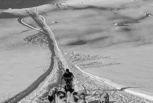 Sled dogs in East Greenland - glacier travel