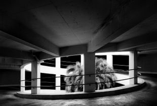 Parking Lot Palm   © David Paul Bayles