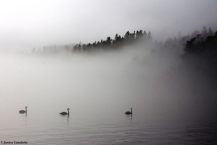 Mute swans in April fog