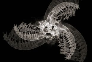 Barnacles on Acid
