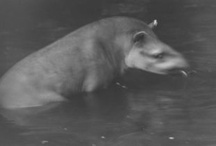south american tapir