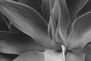 sense of smell