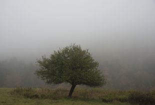 Muted Beauty© Edith Gould