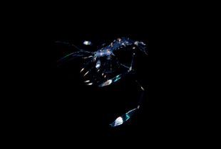 Ocean Black Mystery · Shrimp larva