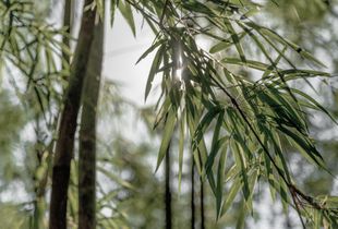 Bamboo