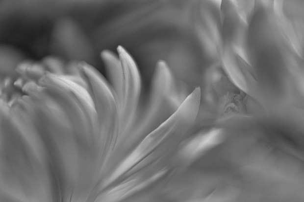 Fleeting Hope