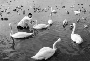 Swan Lake 2