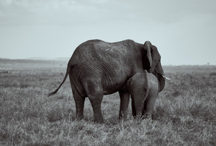 Mother Elephant & calf.