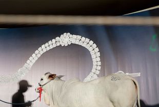 A calf is presented to sale at the private auction "Joias da Raça" (The Jews of the Race) organised by the farm Nova Trindade during the ExpoZebu Cattle Fair. The animal was sold for 1 million dollars. Uberaba, Brazil, 2013