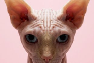 Symmetricat 1