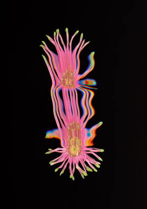 Gerbera Mitosis