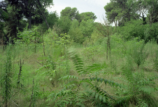 Pescara, Pineta 2007