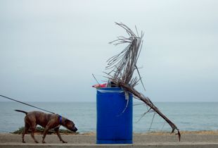 BLUE COLLAR DOG