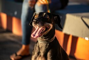Dog in Maceio, Alagoas - Brazil