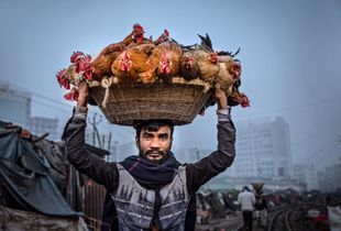 A man who sells chickens