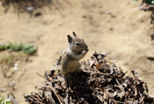 Squirrel of Knowledge