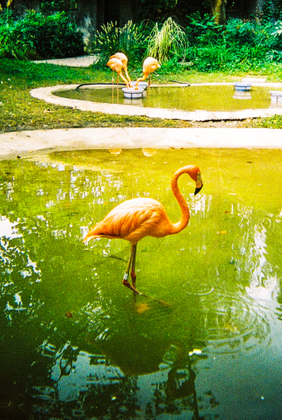 ZOO