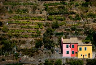 La difficile vendemmia delle Cinque terre
