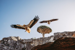 Socotra