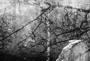 A STABLE ROCK IN THE SNOWSTORM